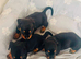 3 beautiful miniature dachshunds+ French bulldog