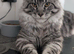 Maine coon kittens