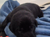 Beautiful borador puppies