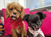 Queenie kennel club female