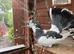 10 lovely fantails to go