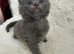 Norwegian forest cat x Scottish straight
