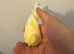 Canary