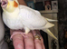 Hand reared baby Cockatiels