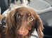 Stud long coat dachshund