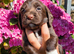 Working sprocker puppies