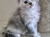 Tica high silver kittens