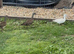 Mandarin ducks