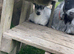 Pygmy goats mum and baby