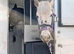 Gorgeous appaloosa cross gelding