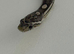 Beautiful female snake