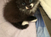 Two kittens looking for their furever home