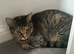 2 adult cats