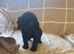 Cocker spaniel Cross show type cocker Spaniel puppies