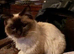 Birman Seal Point last seen around Gladstone road