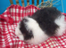 Swiss baby boars