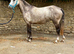 Gorgeous grey roan 14.2 full reg Connemara Mare 3 yrs old