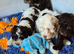 Stunning f1 cockapoo puppys