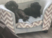 Toy poodle 9weeks old