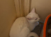 nearly 6 months old female kitten