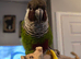 Extremely tame parley conure