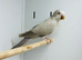 Quaker parrot