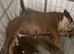 KC registered Traditional English Bulldog puppies