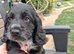 3 beautiful babies left still looking for forever homes