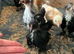 Pekin bantams for sale