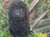 LAST Pedigree Toy Poodle GIRL Puppy DNA CLEAR