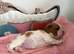 Health Tested Cavalier King Charles