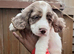 Sprocker puppies