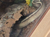 Beautiful mojave yellow belly