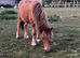 Imphs registered colt