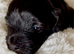 Stunning Fully DNA Health Tested F1 Maltipoo Puppies