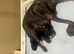 Beautiful Full Doberman Puppies – Ready from 8 Weeks