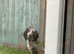 Sprocker Dog