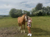 Chestnut mare