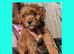 5 x Red Cockapoo Girls For Sale