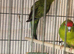 Young Kakirikis