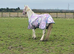 6yo Grey Cob Mare