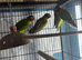 Baby lovebirds Glasgow