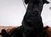 2nd Generation Frug.