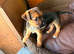 Border x Jack Russell Terrier