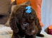 Stunning Curly Toy Cavapoo's from health tested parents