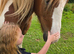 ️ Goonie – 3yo beautiful Red & White Cob Gelding ️