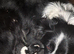 Border collie puppy