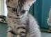 Bsh.Scottish straight mix.
