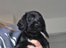 4 beautiful cocker spaniel