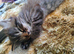 Male kitten vary fluffy and playful